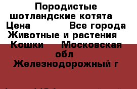 Породистые шотландские котята. › Цена ­ 5 000 - Все города Животные и растения » Кошки   . Московская обл.,Железнодорожный г.